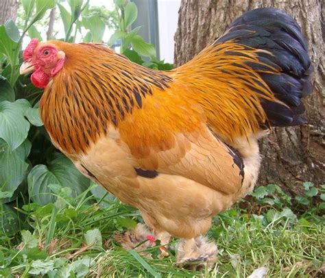 Buff Brahma Rooster By Lund Poultry Fancy Chickens Beautiful