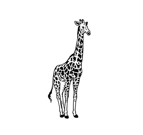 Giraffe Graphics Design Svg Dxf Eps Png By