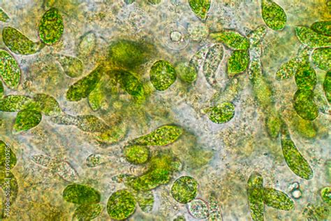 Euglena Cell Under Microscope Micropedia