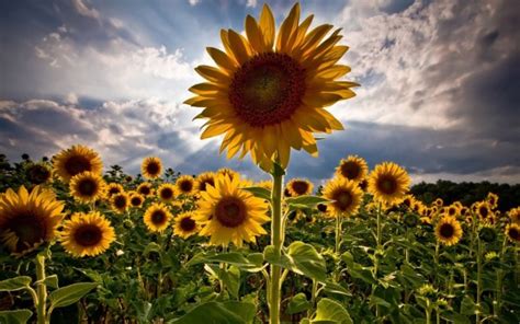 Aesthetic sunflower computer background (#37… 1920 x 1200 · jpeg. Sunflower Desktop Backgrounds Wallpapers - Sunflower ...