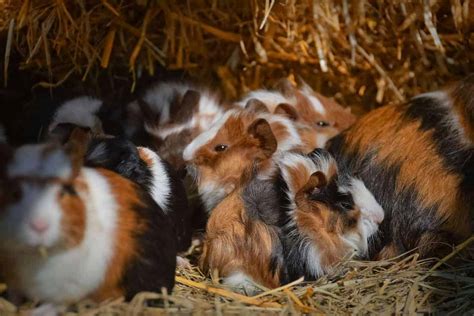 13 Most Popular Guinea Pig Breeds Petsvills