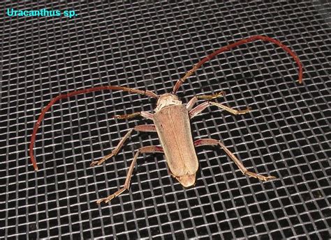 esperance fauna longicorn beetle uracanthus spp