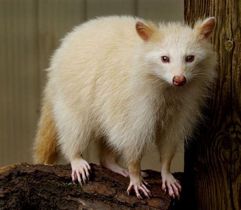 20 Extremely Rare Animals With Albinism All White Colour Albino