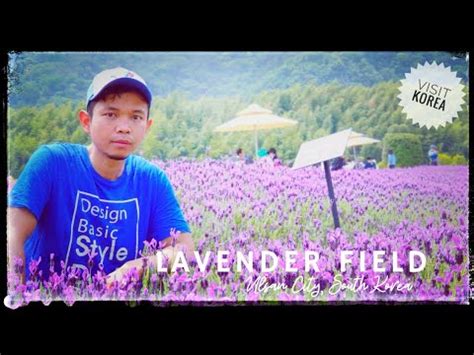 TAMAN BUNGA LAVENDER DI KOREA SELATAN - YouTube
