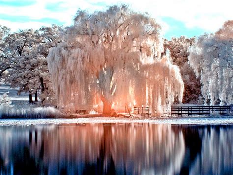 White Tree Weeping Willow In Winter Winter Landscape