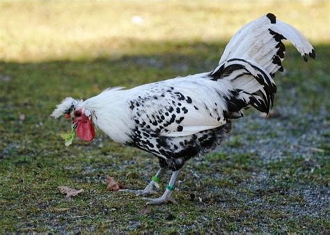 15 Most Popular Ornamental Chicken Breeds The Happy Chicken Coop