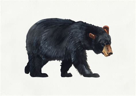 Watercolour Black Bear Drawing Art Print By Emma Fitzgerald Black