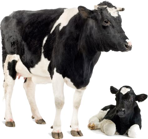 Download Dairy Cow Png Transparent Png Vhv