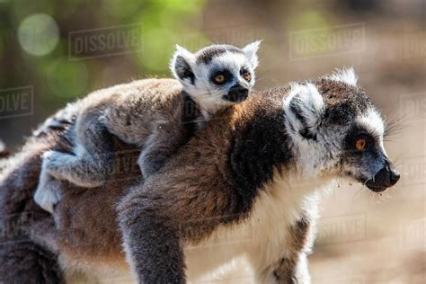 Ring Tailed Lemur And Its Baby Lemur Catta Anja Community Reserve