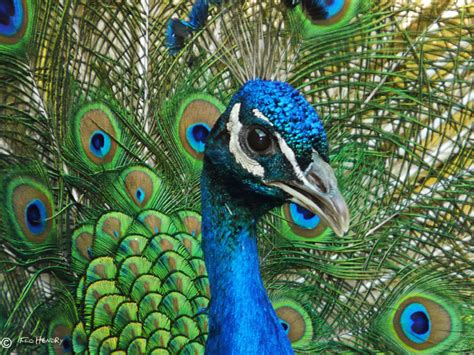 Wild Peacock Photo Cits4pets Photos At