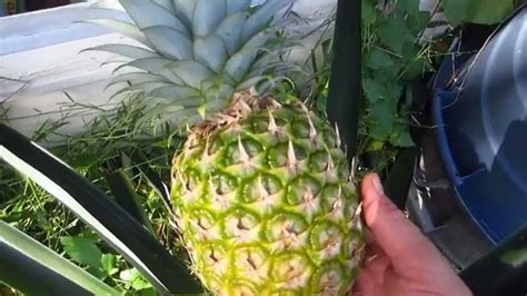 Homegrown Pineapple Harvest Youtube