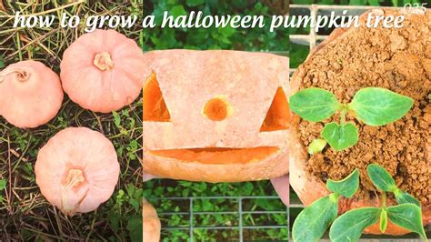 How To Grow A Halloween Pumpkin Tree Cách Trồng Cây Bí Ngô Halloween