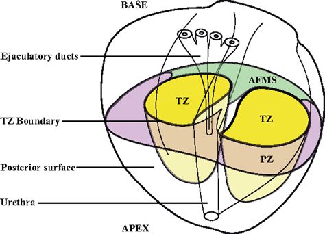 Zonal Anatomy Of Prostate Anatomical Charts And Posters