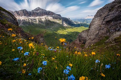 Flowers Of The Dolomites Landscape Pictures Dolomites Italy Photo