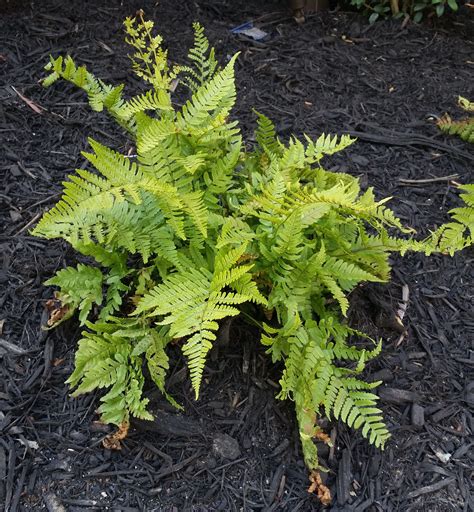 Fern Autumn This Fern Does Well In Shady Areas Its Name Comes From
