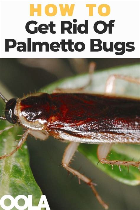 How To Get Rid Of Palmetto Bugs In The House Satowtrautman