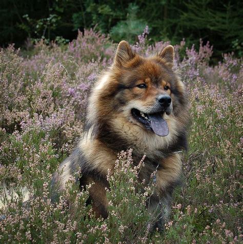 Eurasier Pictures And Informations Dog Cute Dogs Breeds