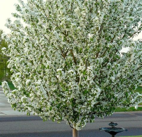 Spring Snow Fruitless White Flowering Crab Tree Absolutely Gorgeous