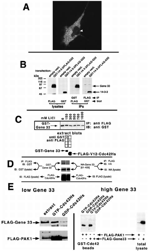 Gene Is A Cytosolic Protein That Interacts With And In A