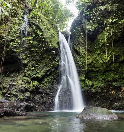 Jungle Waterfall In Dominica Island Stock Photo Image Of Foliage