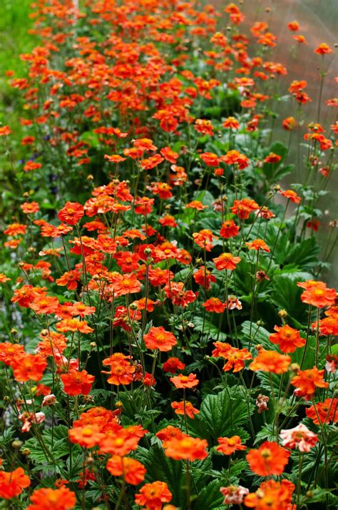 9 Orange Perennial Flowers A Z Animals