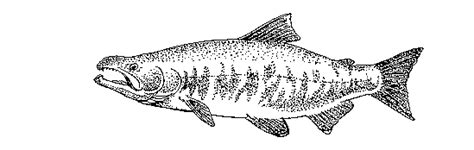 Check spelling or type a new query. Fish Drawings - U. S. Fish and Wildlife Service