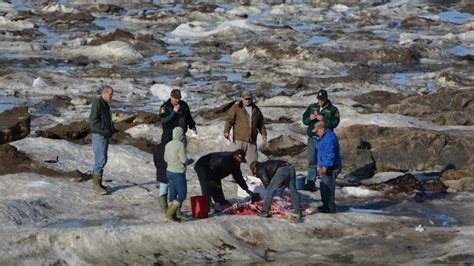 Advancing Iqaluit Polar Bear Fatally Shot By Wildlife Officer Cbc News