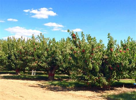 Cherry Picking In Brentwood A Delicious Pick For Weekend Fun