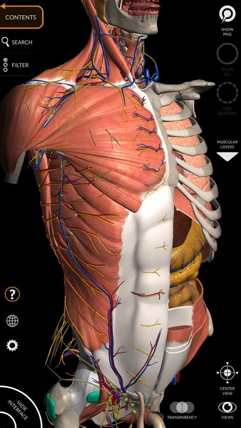 Creditos A Atlas De Anatomía Humana Netter 2da Edición Anatomía Del