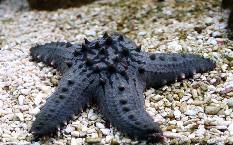Lets Do Some Zoology Horned Sea Star Protoreaster Nodosus Also
