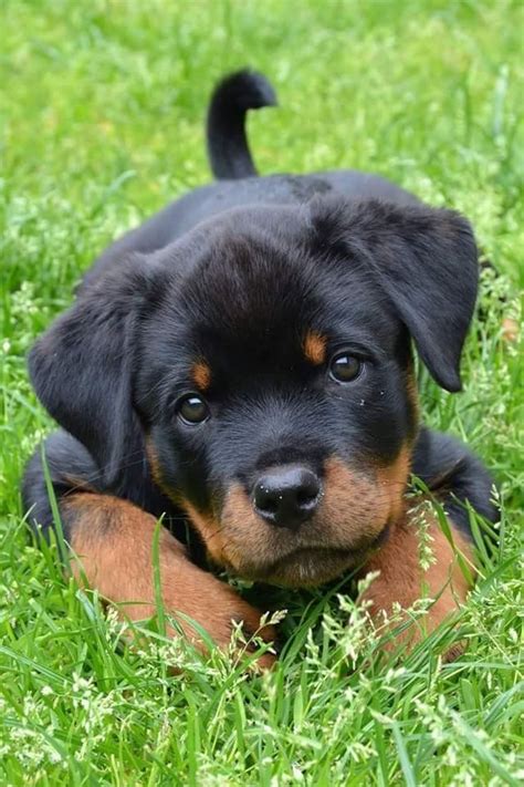 A Black And Brown Puppy Laying In The Grass