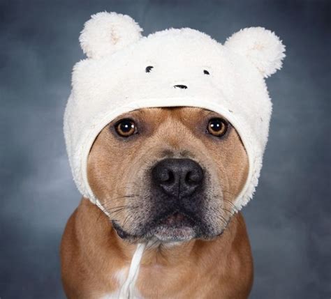 15 Pictures That Prove Staffordshire Bull Terriers Are Perfect Weirdos