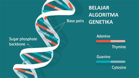 Belajar Algoritma Genetika Bagian 1 Softscients