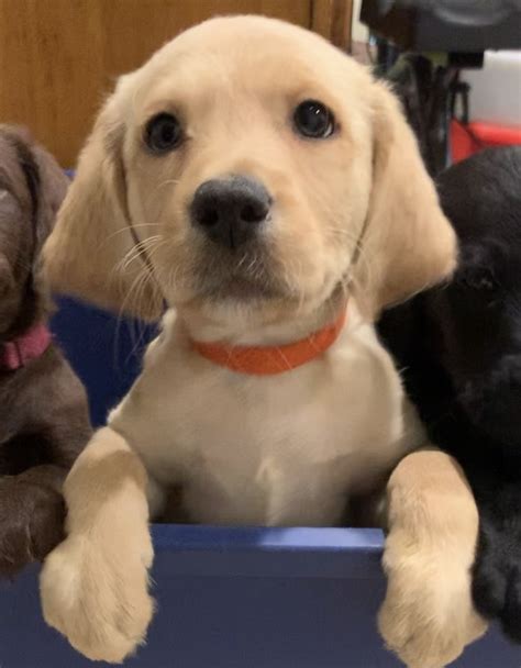 We save doodle mixes from being taken to the pound, going to a shelter, or being put down. Labradoodle Puppies For Sale | Zanesville, OH #323261