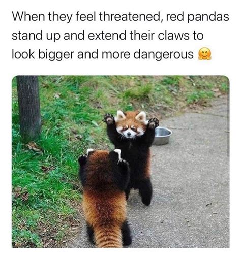When They Feel Threatened Red Pandas Stand Up And Extend Their Claws