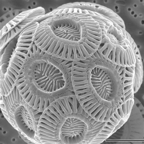All items are at the microscopic level. Here's what Chalk looks like under a microscope. : pics