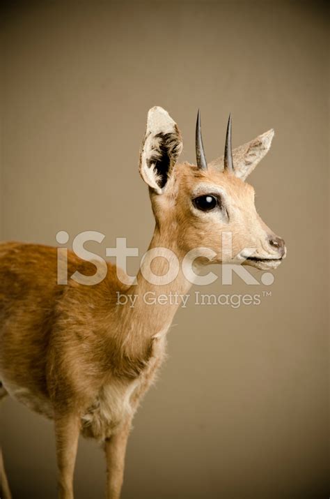 Small African Antelope Stock Photo Royalty Free Freeimages
