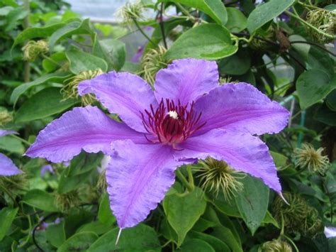Check spelling or type a new query. Pin on Garden - Flower