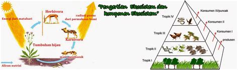 Pengertian Ekosistem Dan Komponen Ekosistem Ari Phc