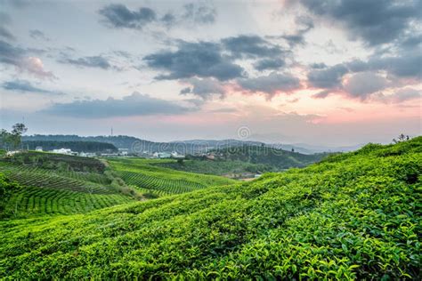 Beautiful Young Bright Green Tea Bushes And Colorful Sunset Sky Stock