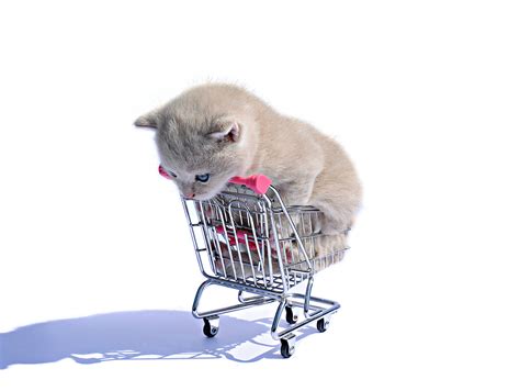 Shopping Cart Cat White Animals Wallpapers Hd Desktop And Mobile