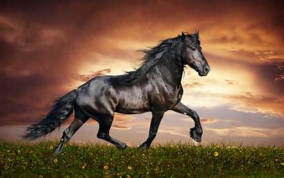 Resolution Horse Desktop Arabian Wallpapers Widescreen Wallpapers13