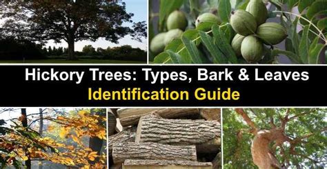 Hickory Trees Types Bark And Leaves Identification Guide Pictures