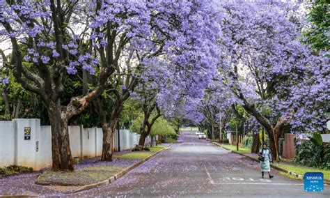 Jacaranda Trees In Full Bloom In Johannesburg South Africa Global Times
