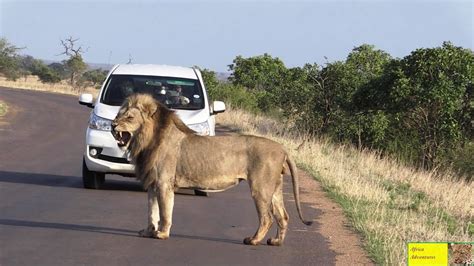 Beautiful Male Lion Road Crossing Youtube