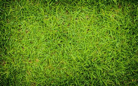 Download Wallpapers 4k Green Grass Texture Close Up Grass From Top Plant Textures Grass