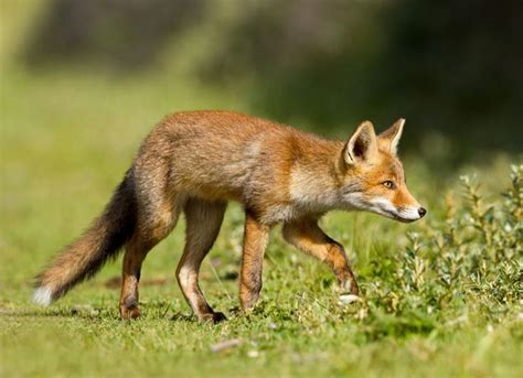 Red Fox Facts Louisiana Fur Advisory Council