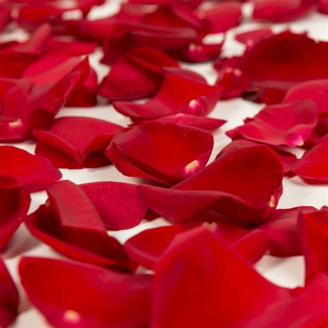 Red Rose Petals Approximately 3000 Units Fresh Cut Flowers By