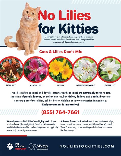 Are Peace Lilies Poisonous To Cats And Dogs