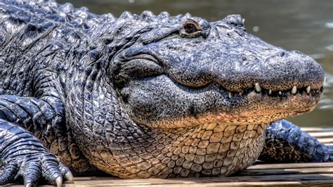 1142957 Animals Wildlife Alligators Serpent Reptile Crocodile